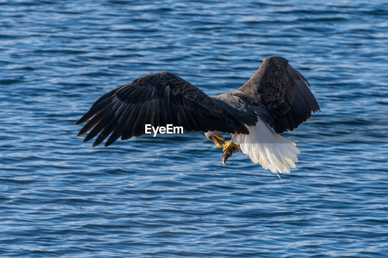 Bald eagle landing over sea