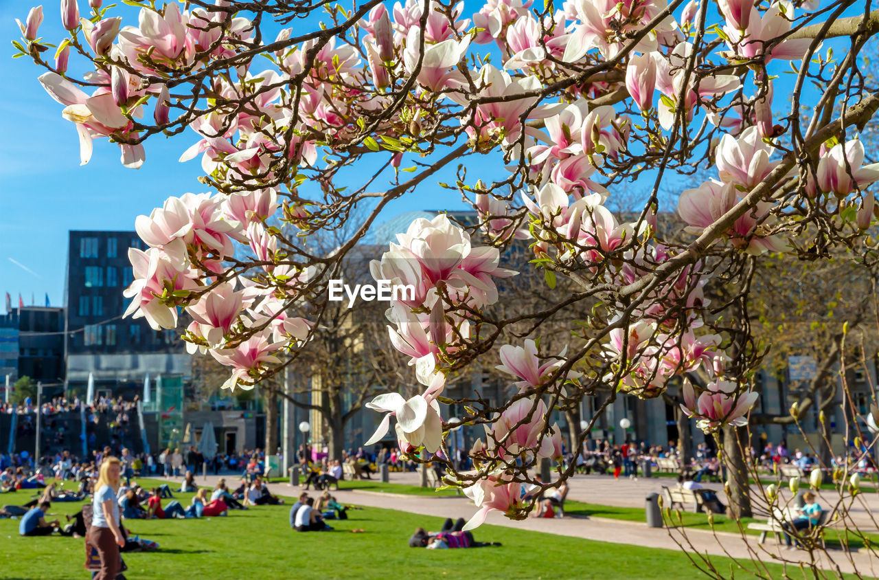 CHERRY BLOSSOMS IN PARK