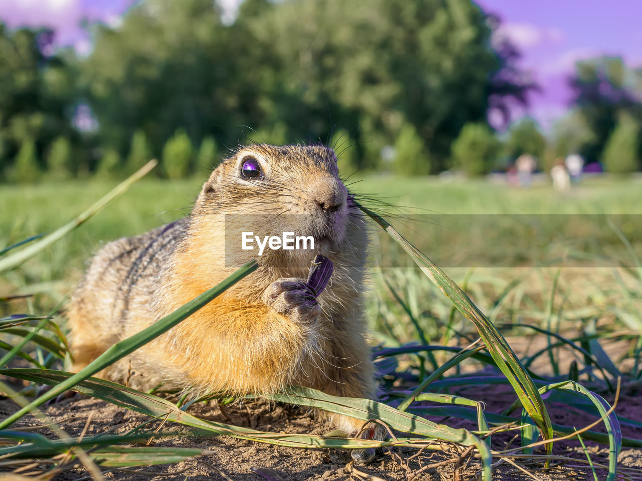 animal, animal themes, nature, mammal, one animal, animal wildlife, grass, wildlife, rodent, squirrel, prairie dog, plant, whiskers, no people, pet, close-up, focus on foreground, outdoors, eating, cute, portrait, day, animal body part
