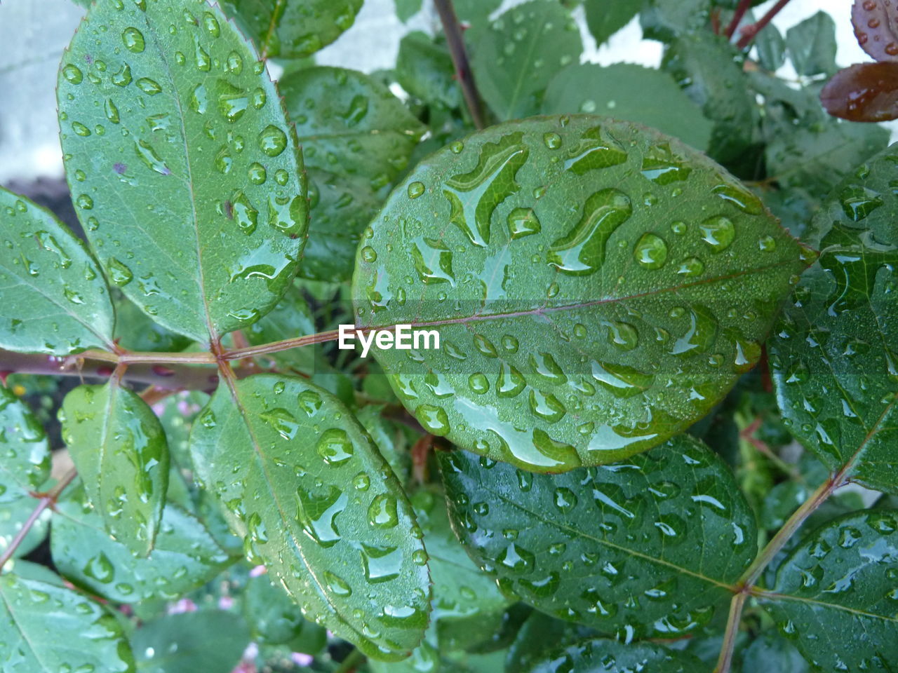 FULL FRAME SHOT OF WET LEAVES