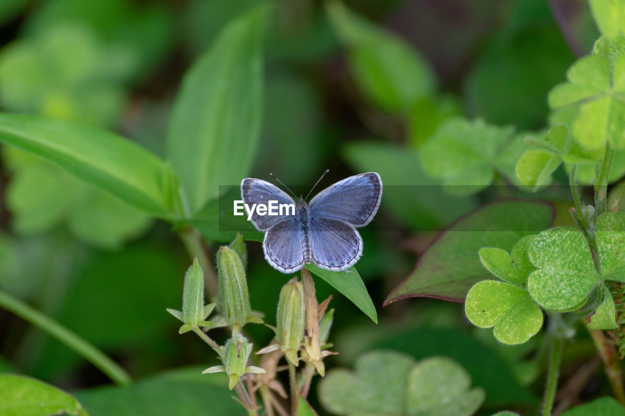 Close-up of butterfly on leaves