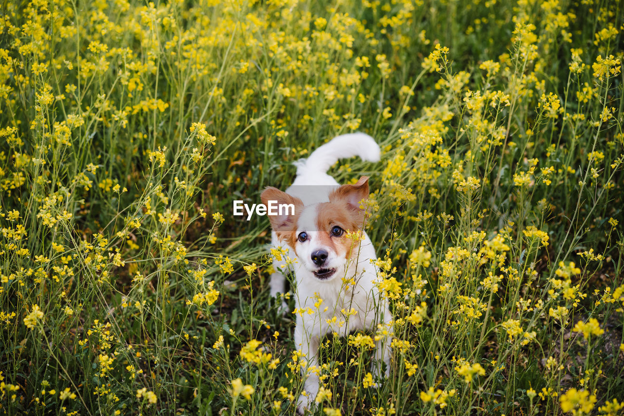 Cute small jack russell dog sitting outdoors in yellow flowers meadow background. spring time