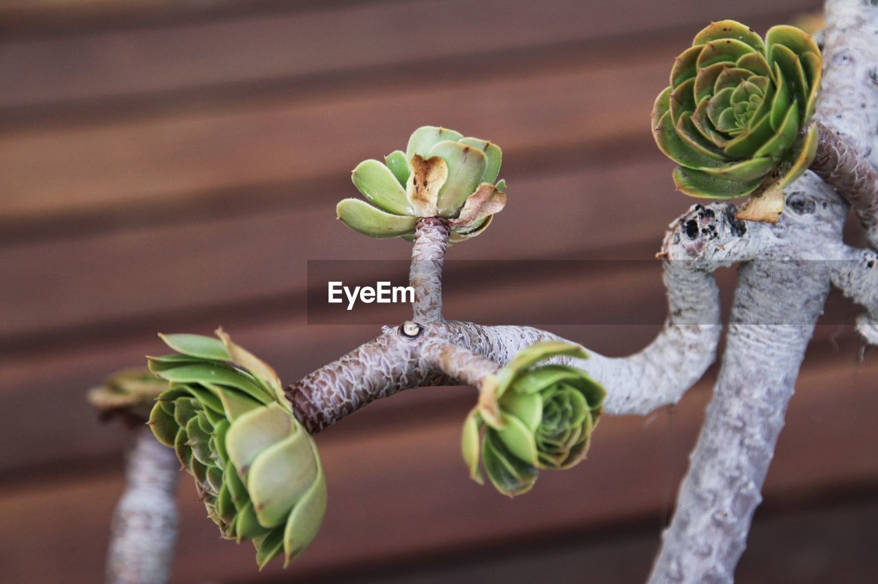 Close-up of white flowering plant