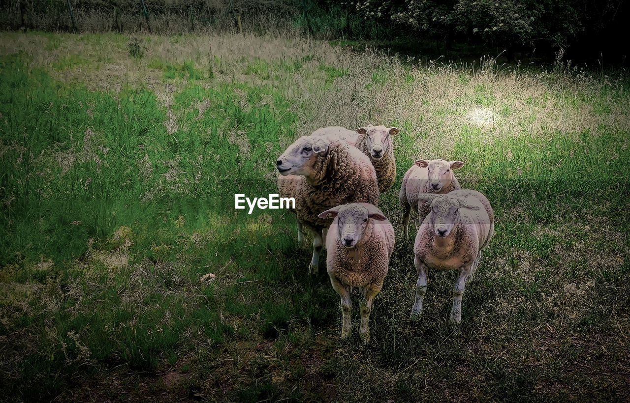 HAY ON FIELD