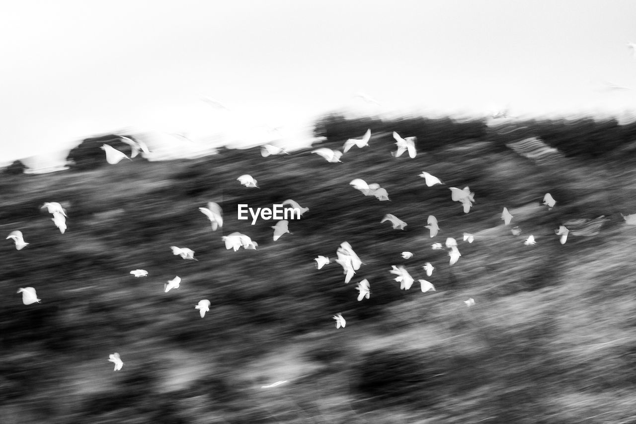 CLOSE-UP OF FLOCK OF BIRDS FLYING