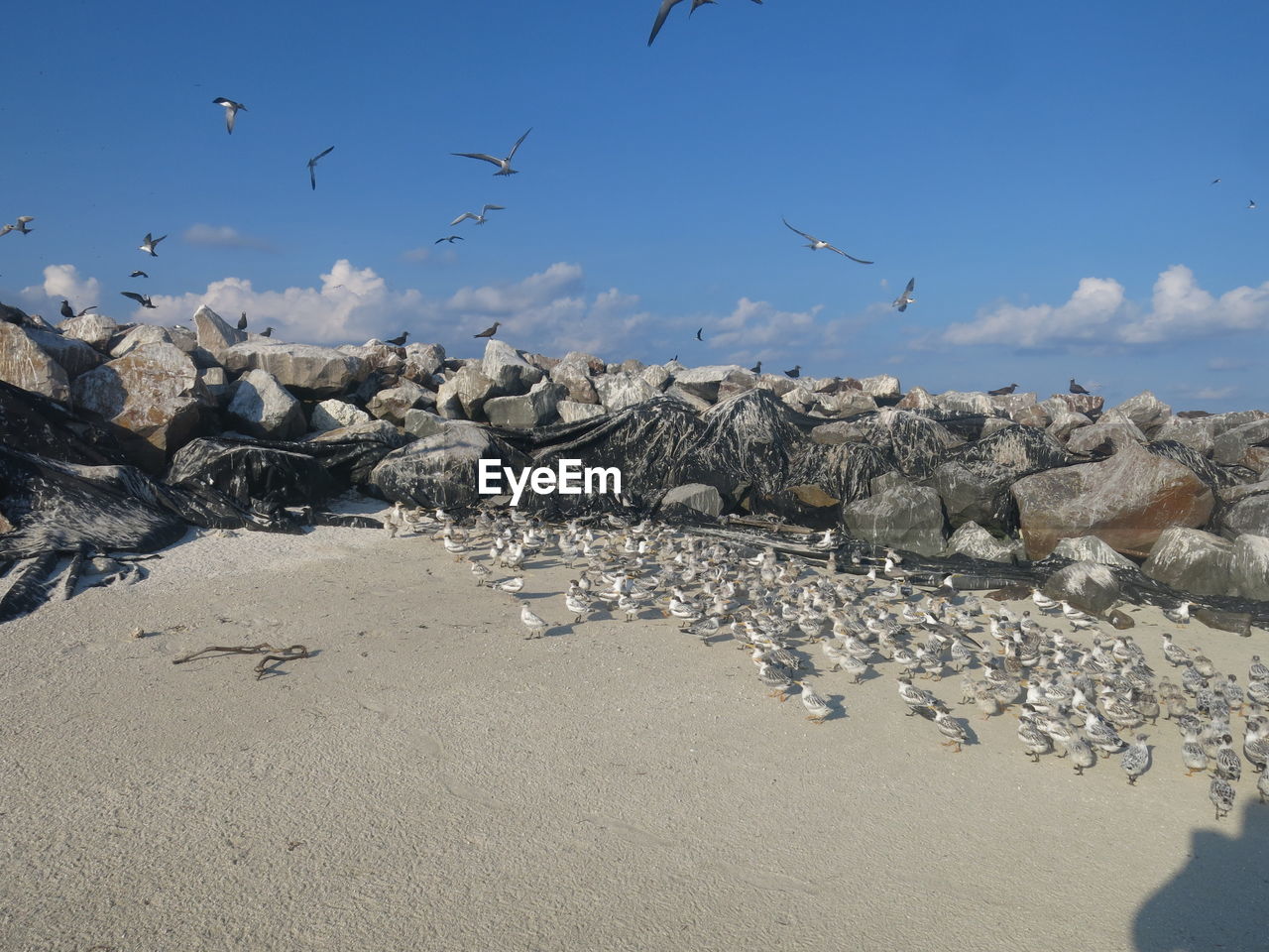 BIRDS FLYING OVER BEACH