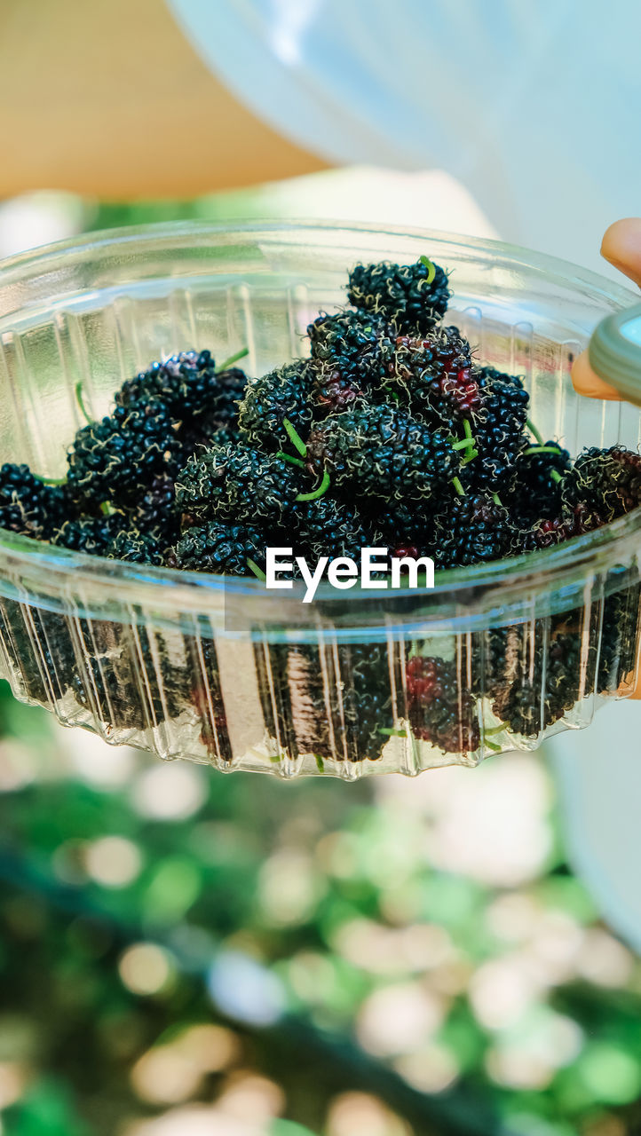 Close-up of blackberries on the branch in farm