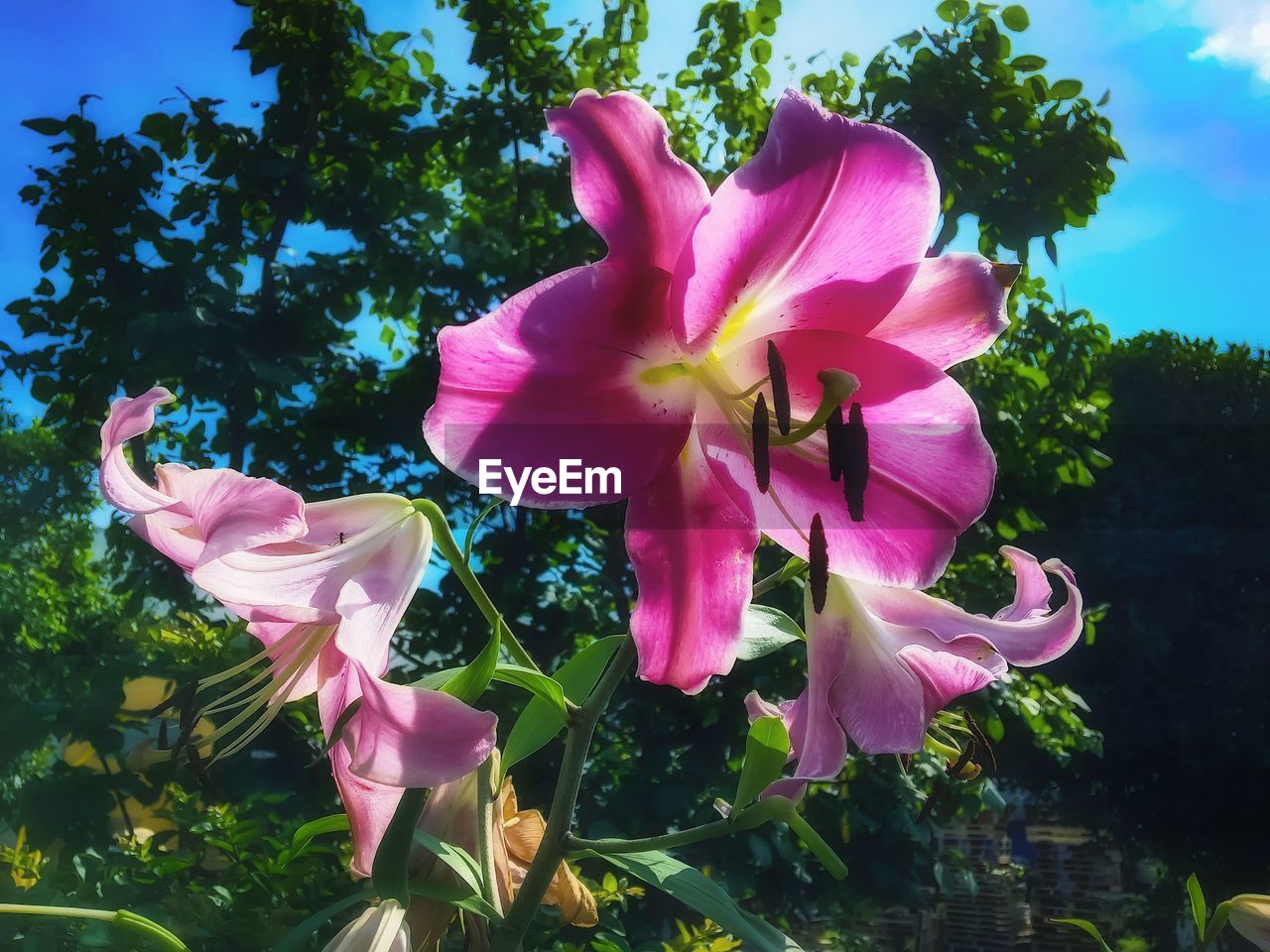 plant, flower, flowering plant, pink, beauty in nature, freshness, petal, growth, nature, fragility, flower head, inflorescence, close-up, tree, no people, outdoors, sky, day, botany, springtime, blossom, sunlight, leaf, plant part, pollen