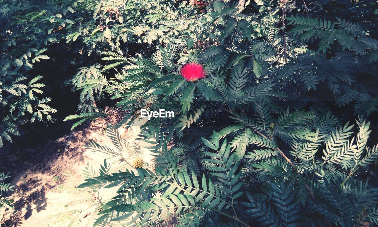 High angle view of flower growing on plant