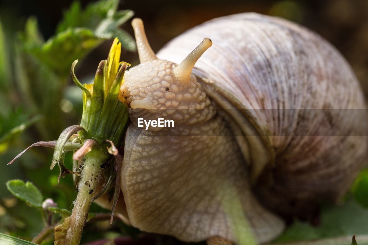 Close-up of snail on grass