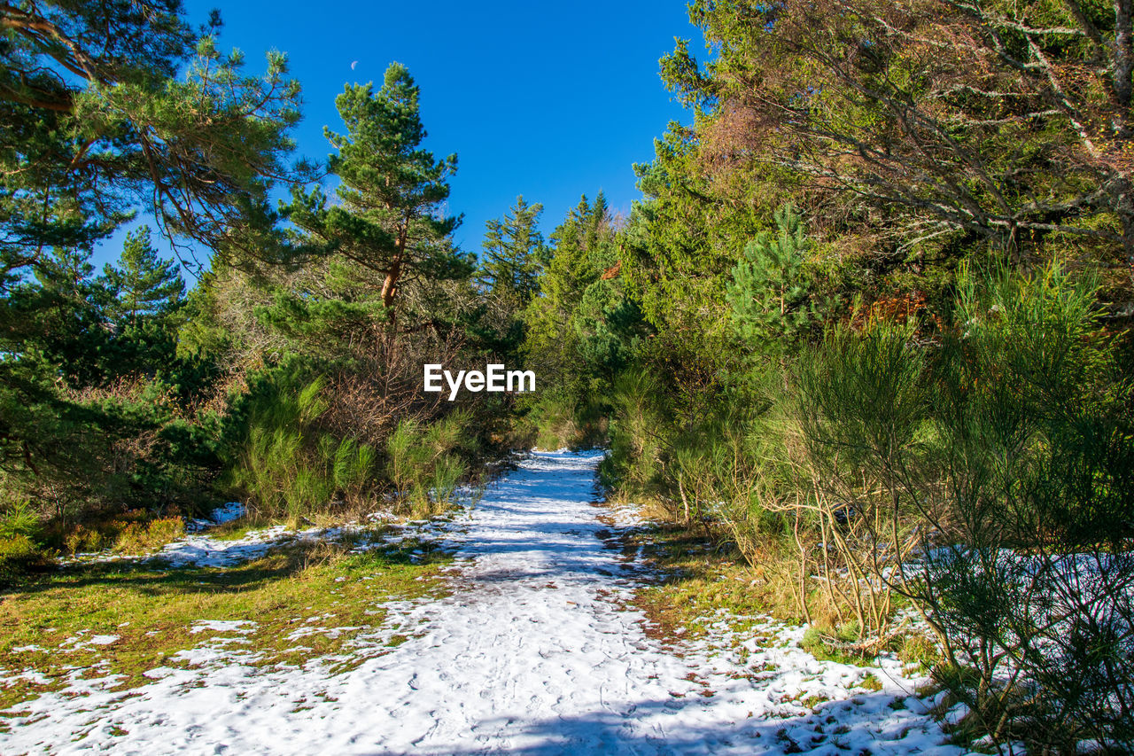 River flowing amidst trees in forest against blue sky