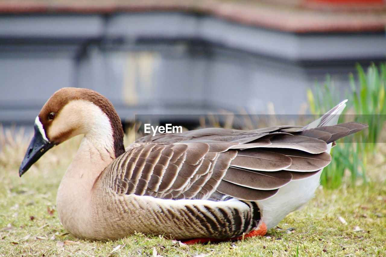 SIDE VIEW OF A BIRD