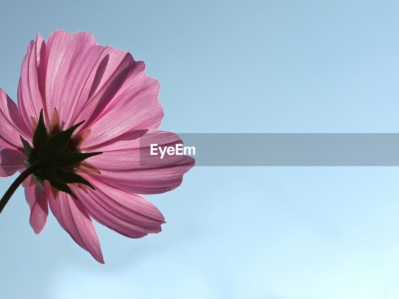 Close-up of purple flower