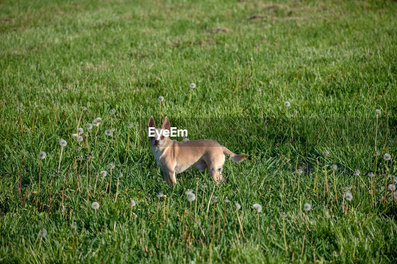 WHITE DOG RUNNING ON GRASS