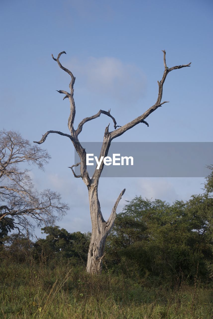 Dead tree on landscape against sky