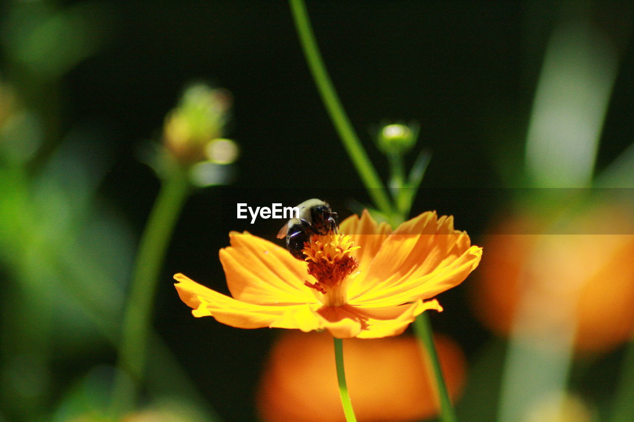 CLOSE-UP OF HONEY BEE POLLINATING ON YELLOW FLOWER