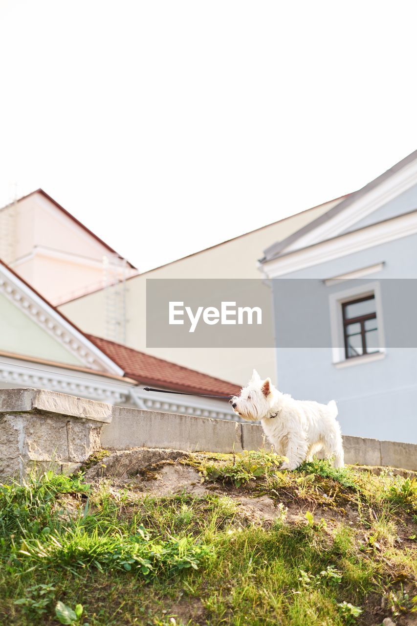 HORSE IN A HOUSE