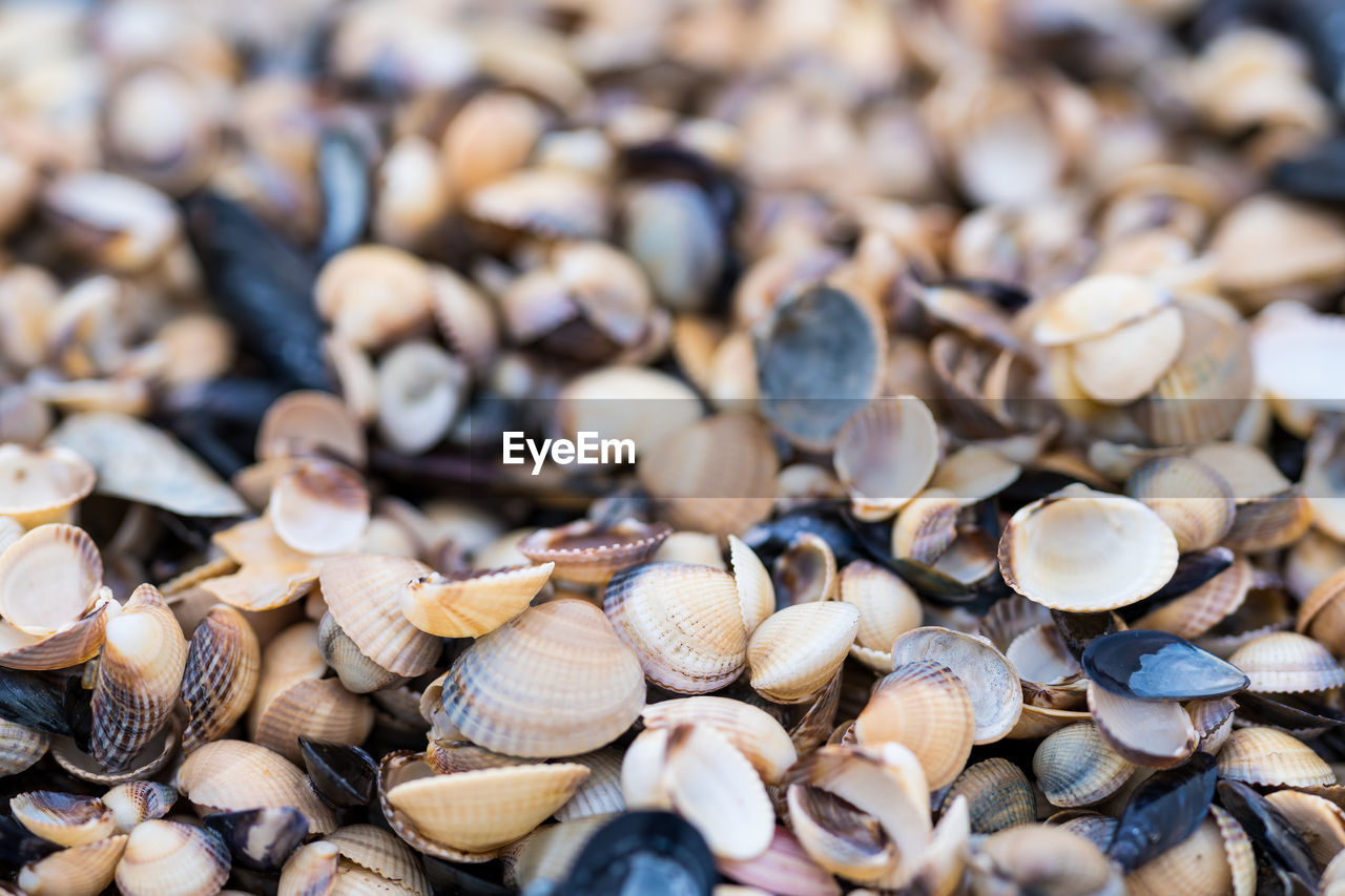 cockle, food, clam, shell, large group of objects, abundance, close-up, animal, animal wildlife, no people, food and drink, seafood, backgrounds, nature, full frame, shellfish, day, selective focus, animal themes, outdoors, animal shell, focus on foreground, seashell, beach