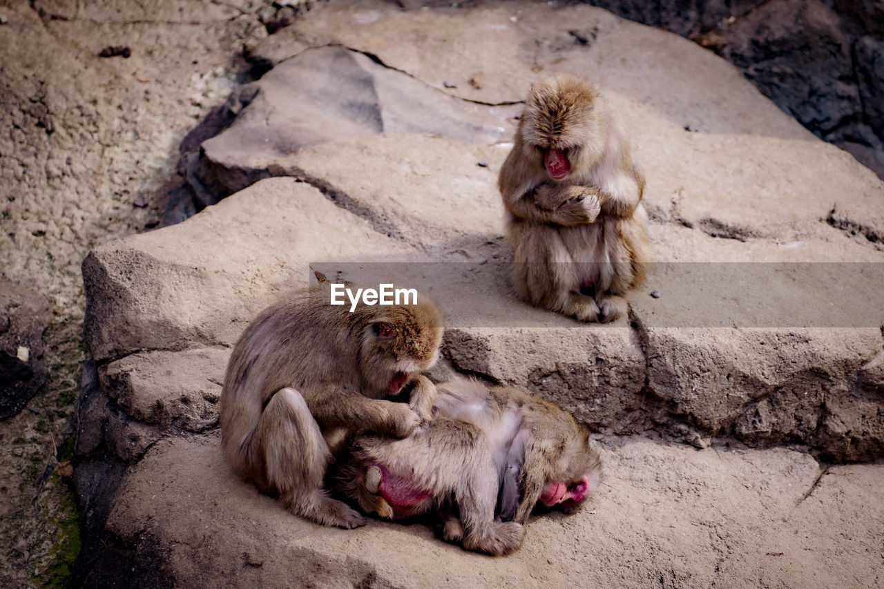high angle view of monkey sitting on rock