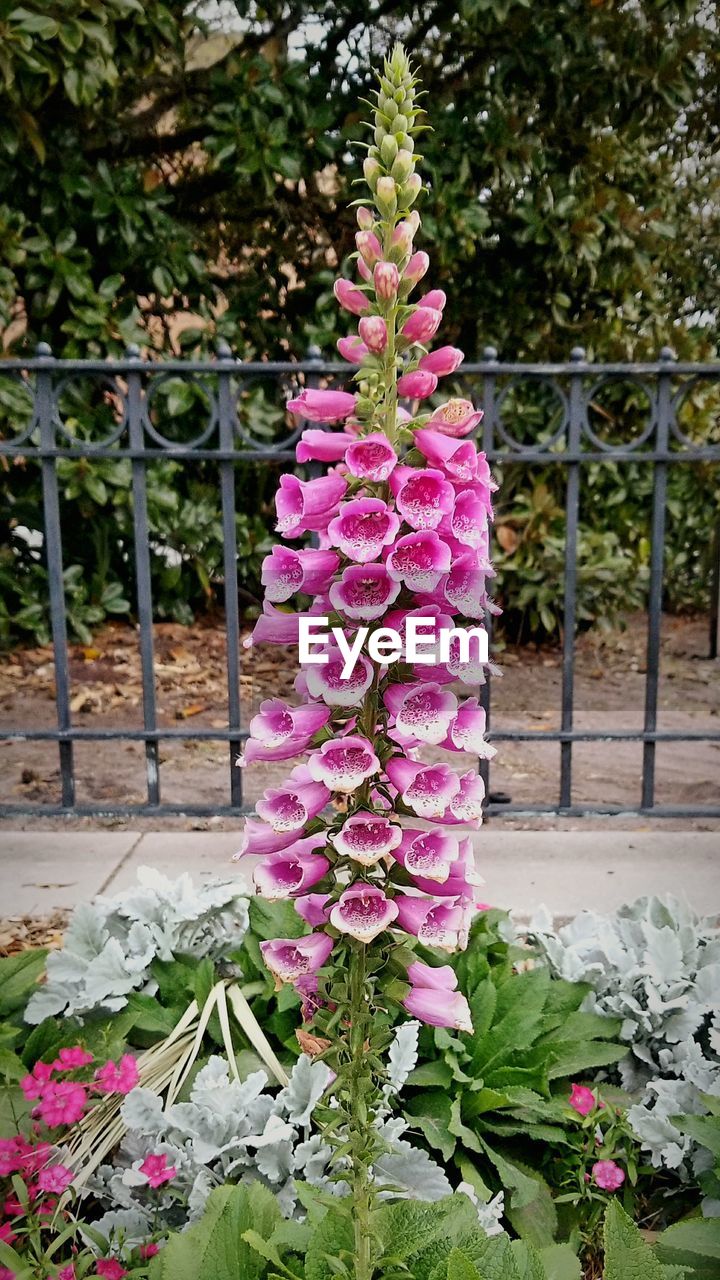 CLOSE-UP OF PURPLE FLOWER BLOOMING OUTDOORS