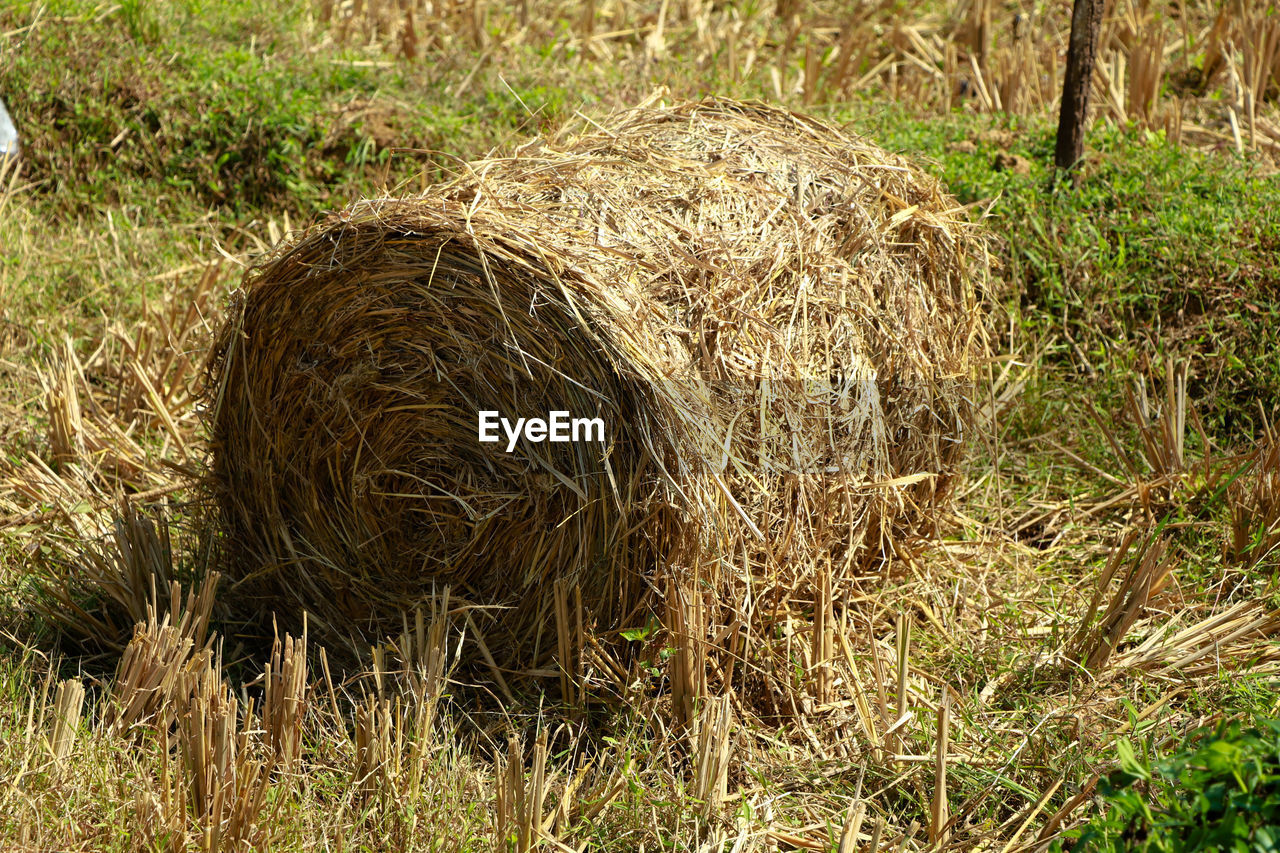 VIEW OF HAY BALES ON FIELD