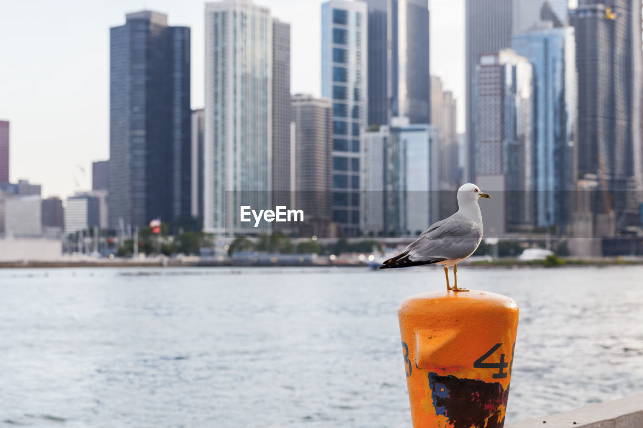 SEAGULL PERCHING ON A CITY AGAINST SEA