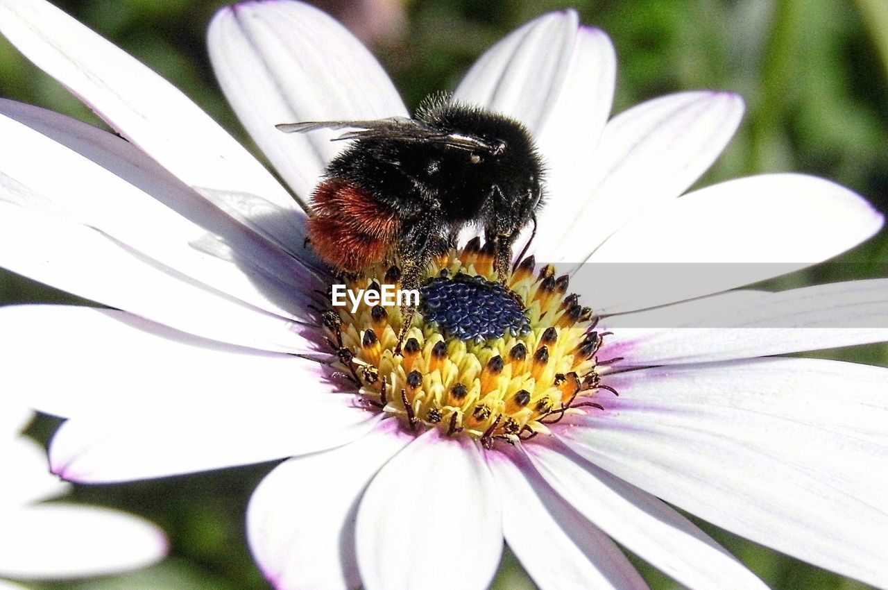 CLOSE-UP OF BEE ON FLOWER HEAD