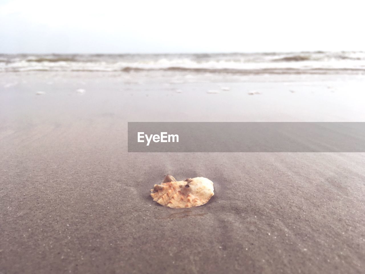 CLOSE-UP OF SHELL ON BEACH