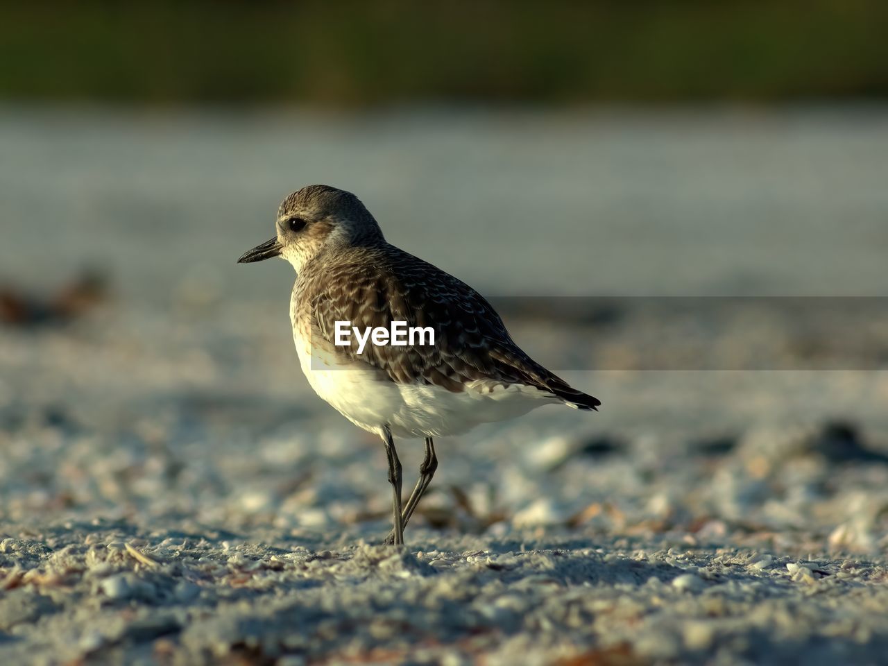 Black-bellied plover - sanibel island 