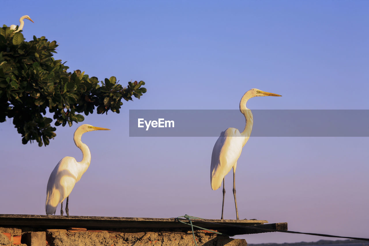 HIGH ANGLE VIEW OF GRAY HERON PERCHING ON POWER LINE AGAINST SKY
