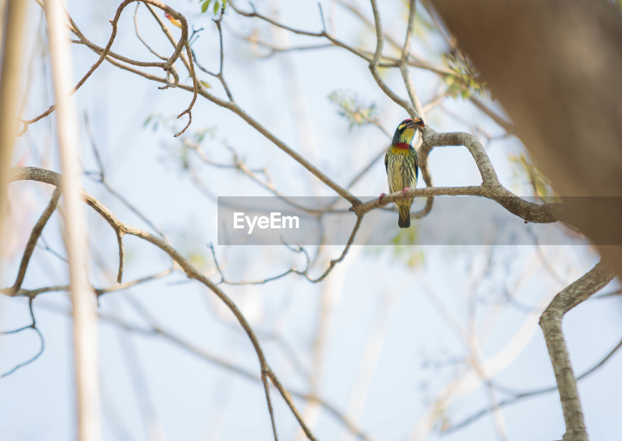Low angle view of a bird on branch