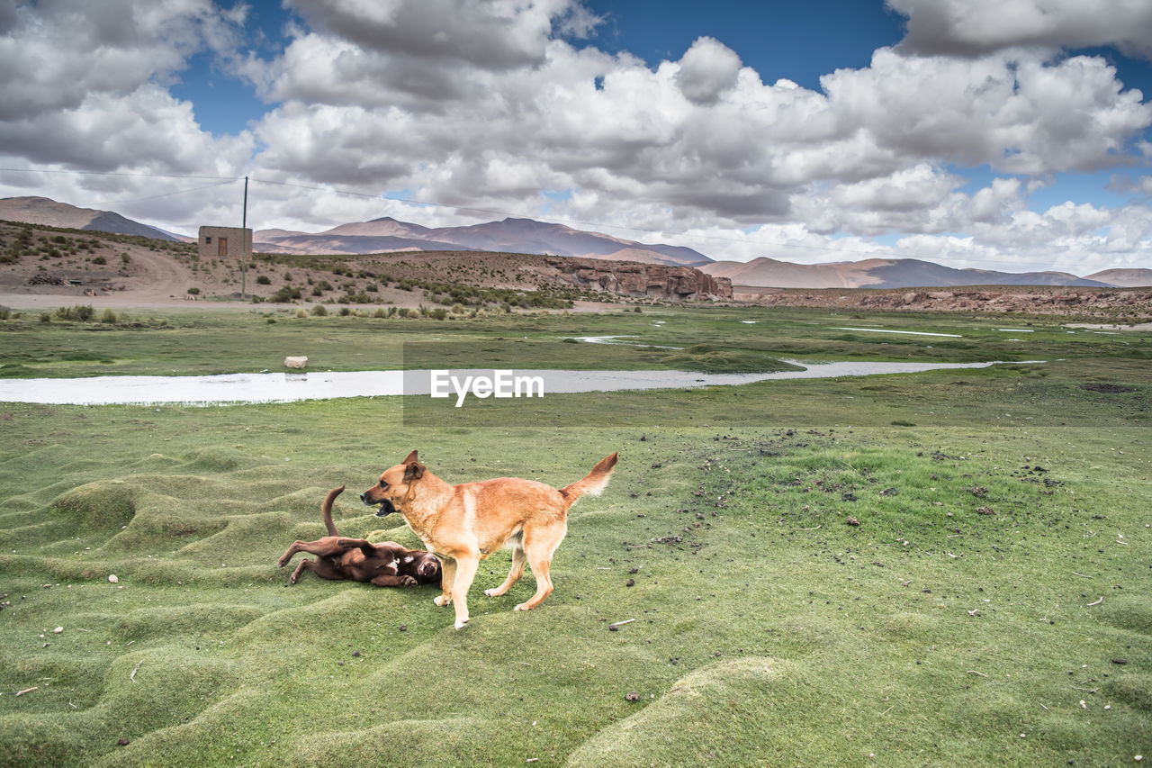 DOG STANDING ON LAND