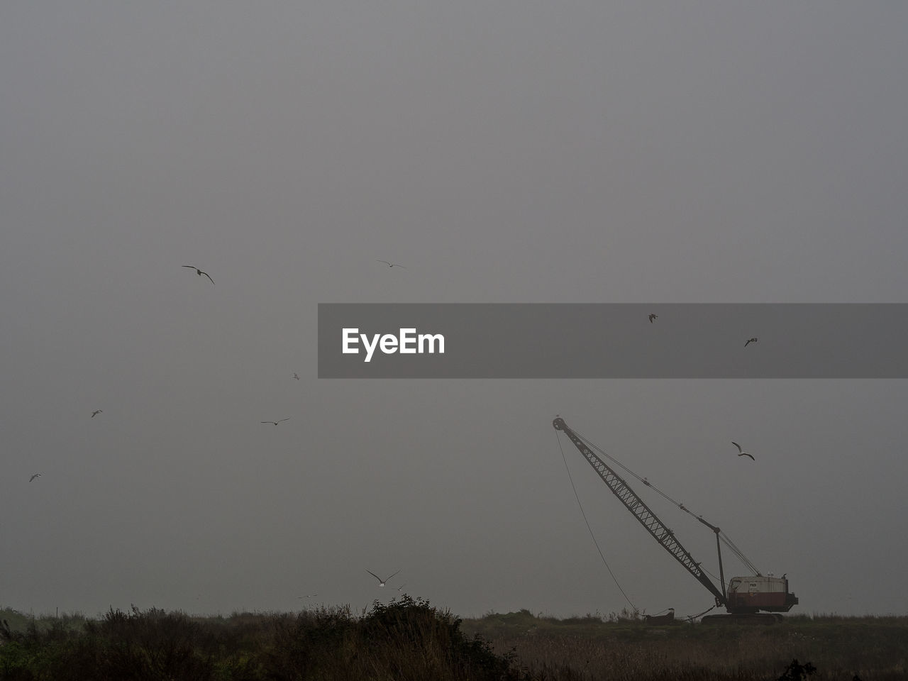 LOW ANGLE VIEW OF BIRDS FLYING AGAINST SKY