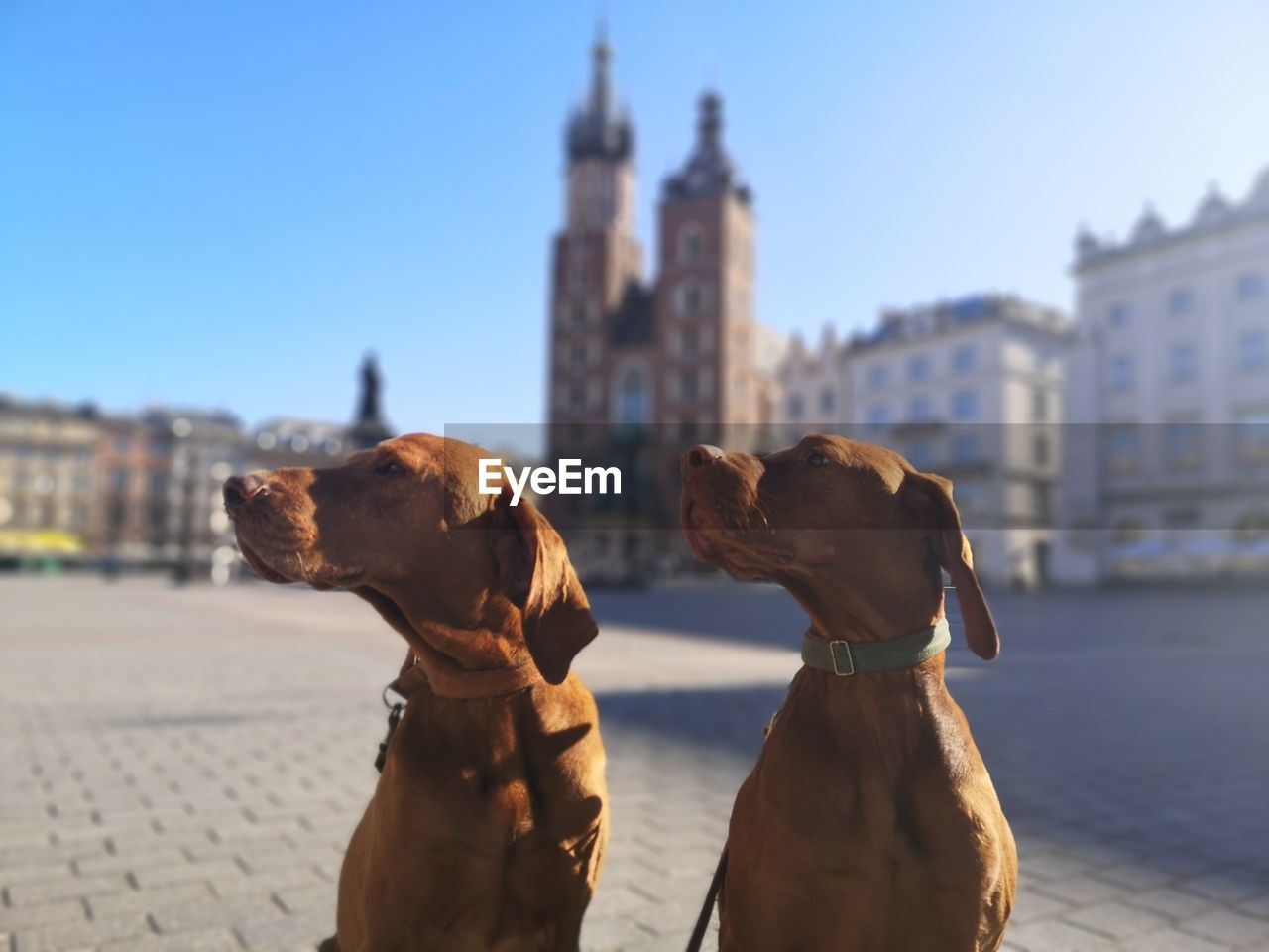 Dog looking at city buildings