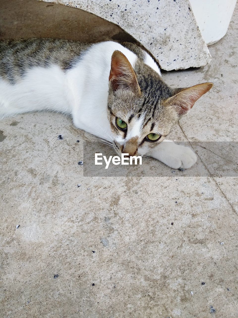 HIGH ANGLE VIEW PORTRAIT OF CAT LYING ON FLOOR