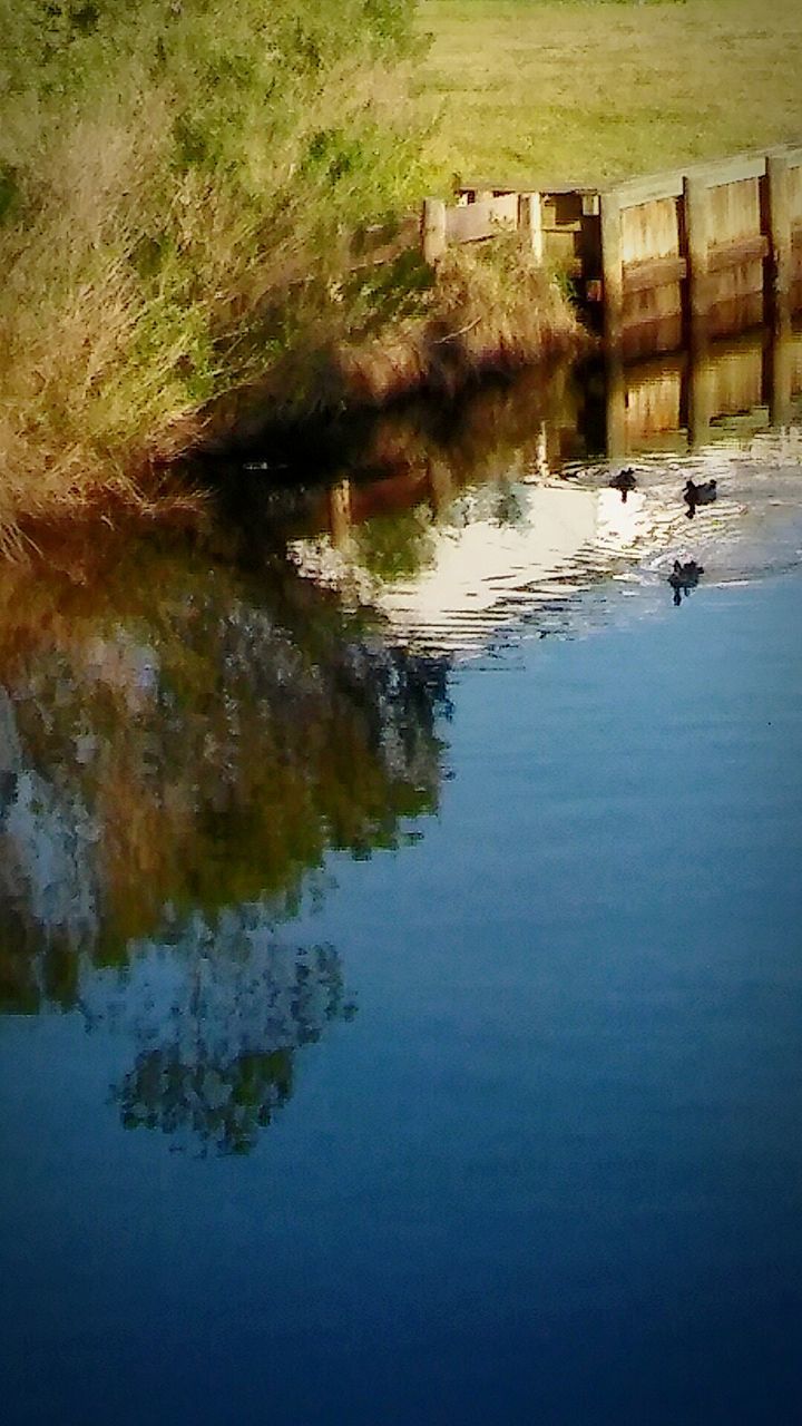 REFLECTION IN GRASS