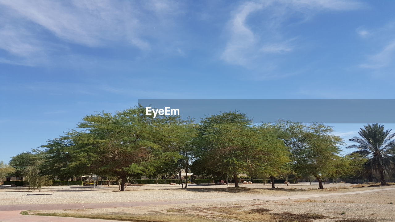 TREES IN PARK AGAINST BLUE SKY