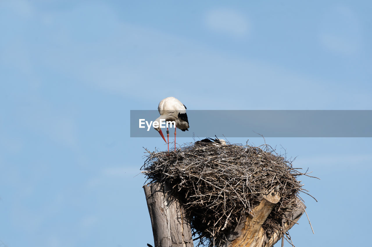 animal nest, bird, animal themes, animal, wildlife, white stork, animal wildlife, stork, sky, bird nest, nest, nature, ciconiiformes, no people, low angle view, blue, day, group of animals, outdoors, young animal, two animals, copy space, perching, clear sky, sunny, animal body part, cloud