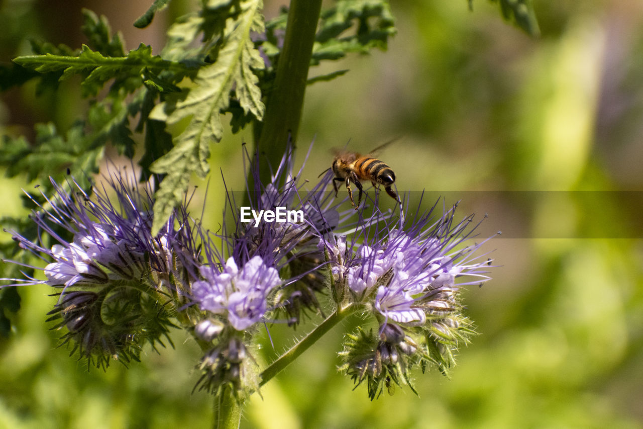 CLOSE-UP OF BEE POLLINATING ON FLOWER