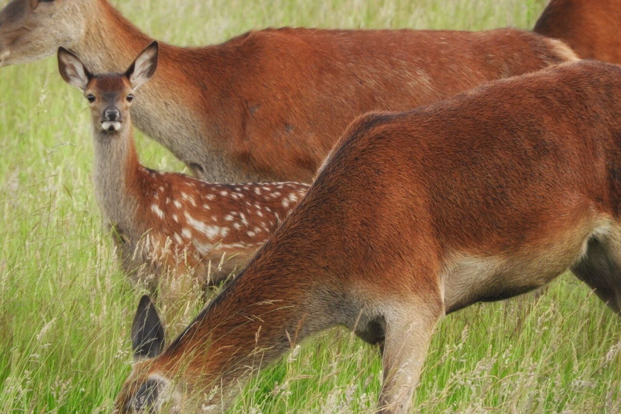 Deer grazing on grassy field