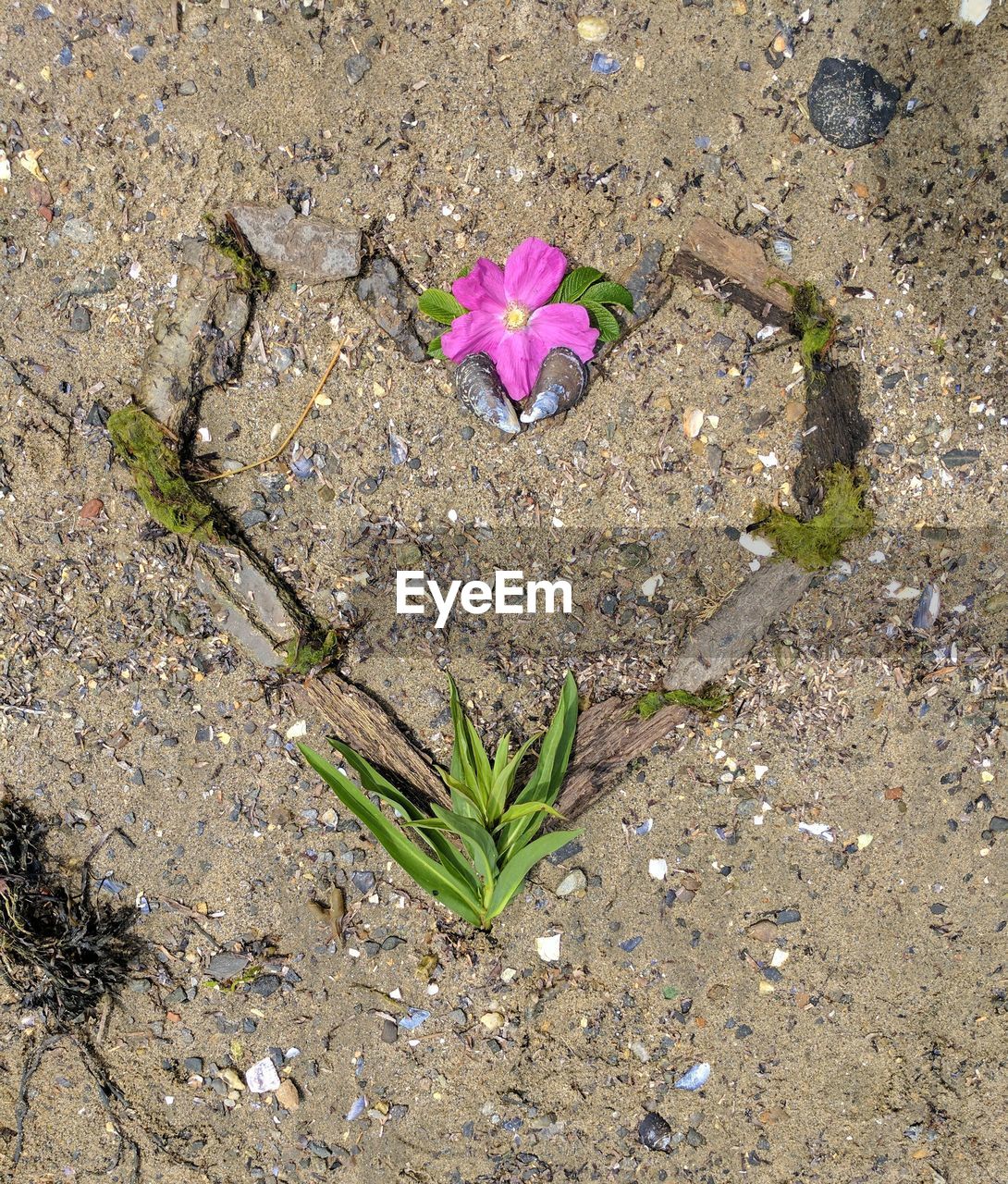 HIGH ANGLE VIEW OF PLANT