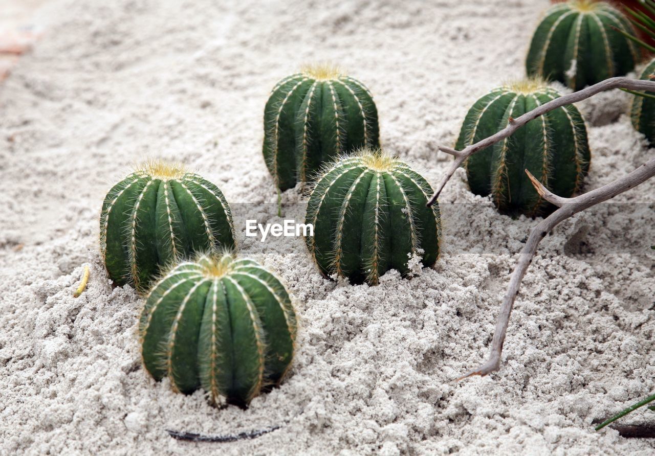 CLOSE-UP VIEW OF PLANTS