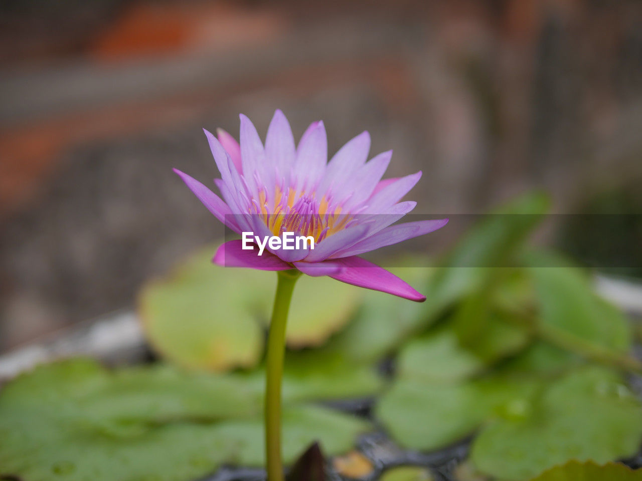 flower, flowering plant, freshness, plant, beauty in nature, water lily, petal, flower head, close-up, fragility, pink, inflorescence, nature, pond, leaf, water, plant part, lotus water lily, macro photography, growth, focus on foreground, purple, no people, lily, aquatic plant, blossom, outdoors, wildflower, botany, springtime, day, floating, pollen, floating on water, selective focus, green, plant stem, yellow, magenta, tranquility, environment