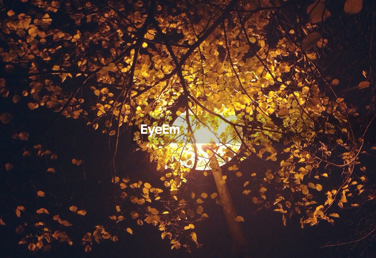 Low angle view of illuminated street light seen through autumn leaves