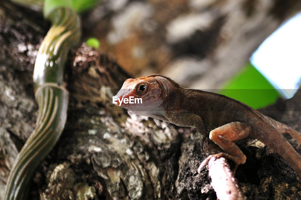 Close-up of lizard