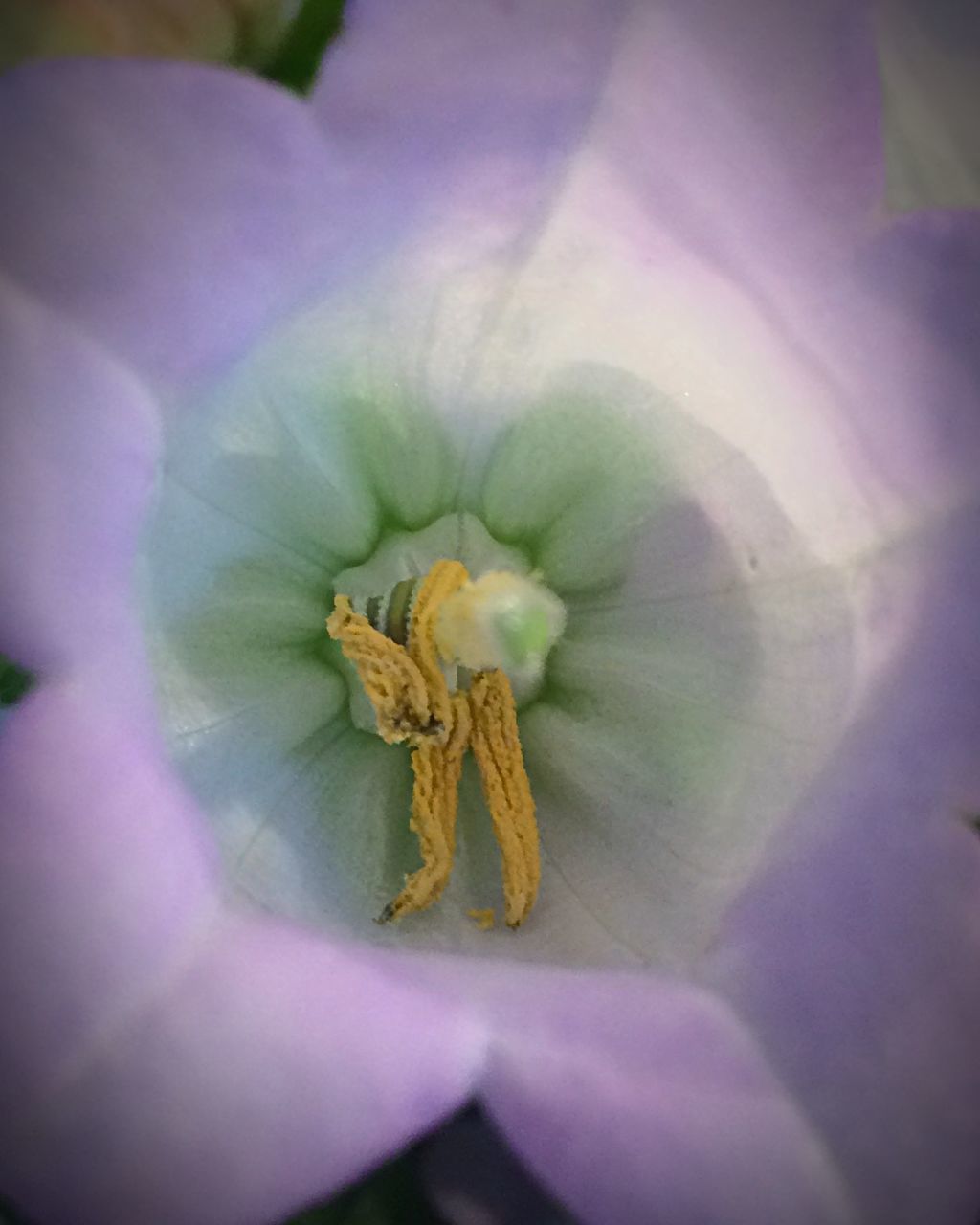 CLOSE-UP OF PINK FLOWER BLOOMING OUTDOORS