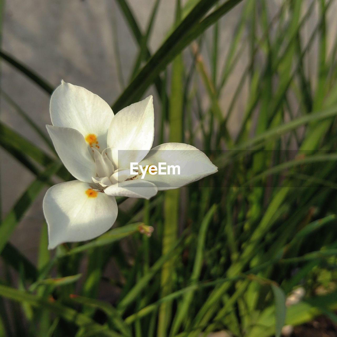 CLOSE-UP OF WHITE FLOWERS BLOOMING OUTDOORS