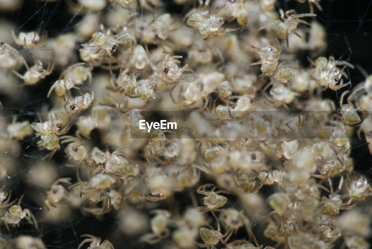 Close-up of flowers