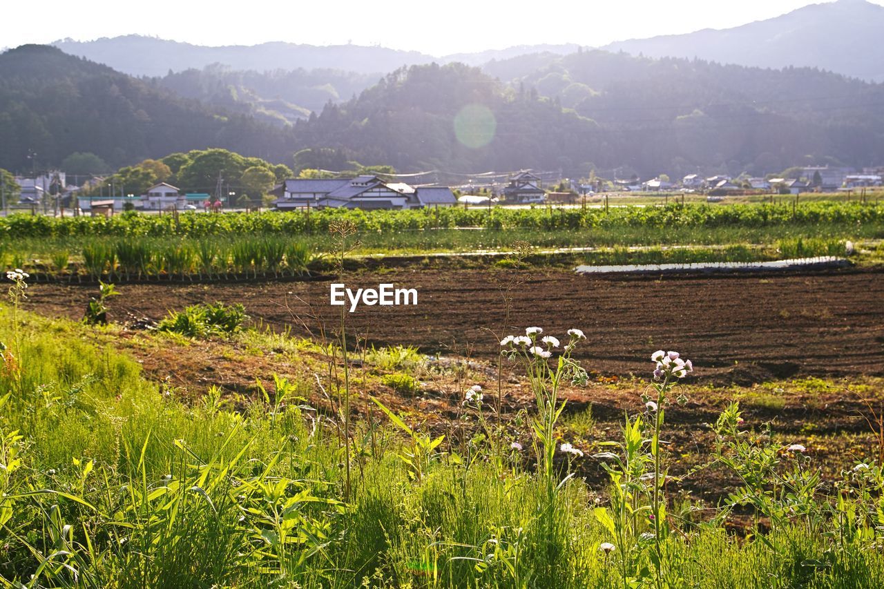 SCENIC VIEW OF FIELD AGAINST MOUNTAIN