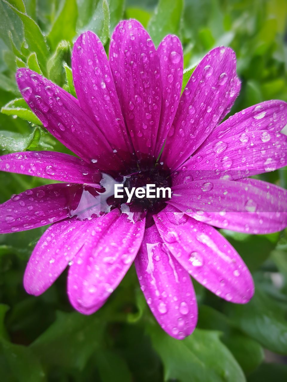 Close-up of water drops on pink flower blooming outdoors